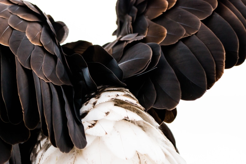 protective glove, human limb, heraldic animal, feather, people, majestic, limb, clothing, falconry, adult, black color, outdoors, plumage, sadek, bald eagle