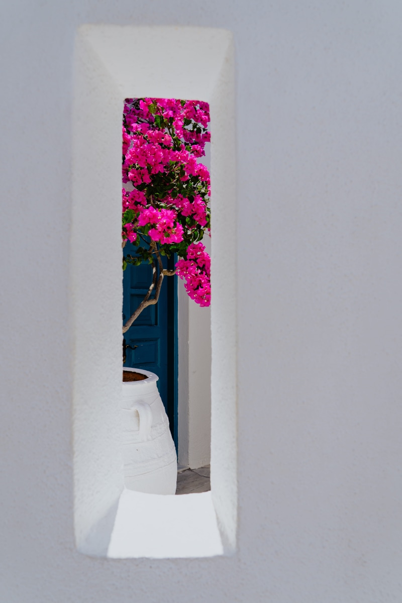wall - building feature, potted, nature, day, hd, pink color, minimal, beauty in nature, looking out, entrance, tree, plant, white