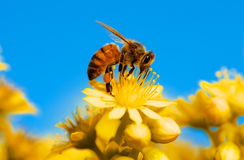fauna, animals in the wild, Photography, Insect, animal, animal wing, Vivid, Working, one animal, Closeup, outdoors, Busy, wildlife, animal themes, Plant