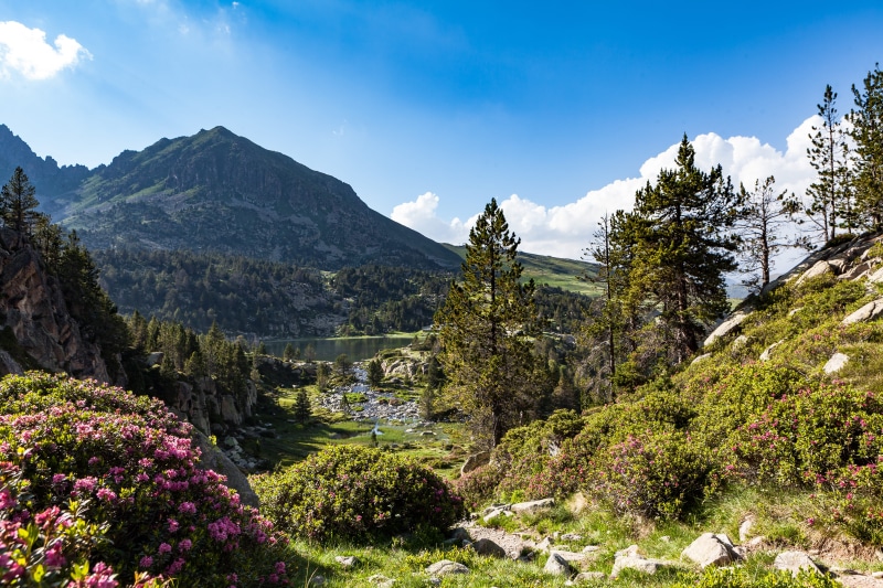 mountain range, 5K, scenics - nature, flowering plant, sky, outdoors, andorra, non-urban scene, cloud - sky, tree, nature, encamp, tranquil scene, landscape