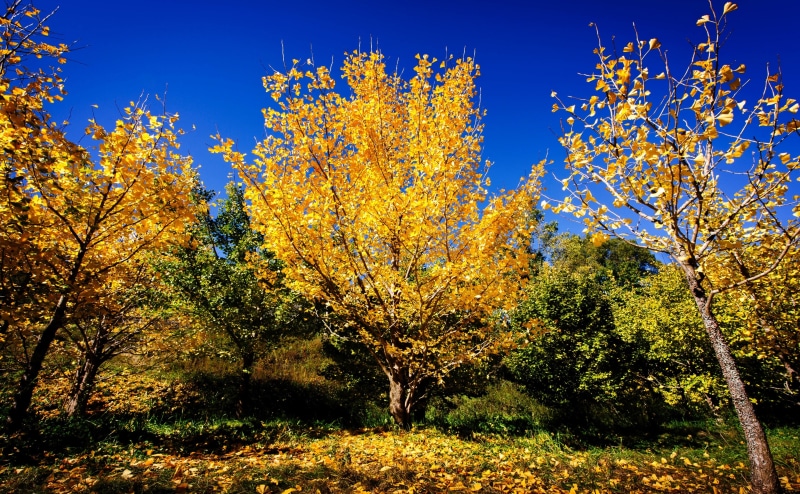 Nature, HualienCounty, Taiwan, XiulinTownship, Fall, ginkgo, Seasons, Yellow, bluesky, chinese, foliage, Trees, Outdoor, 4K, Leaves, Asia, Autumn, Photography