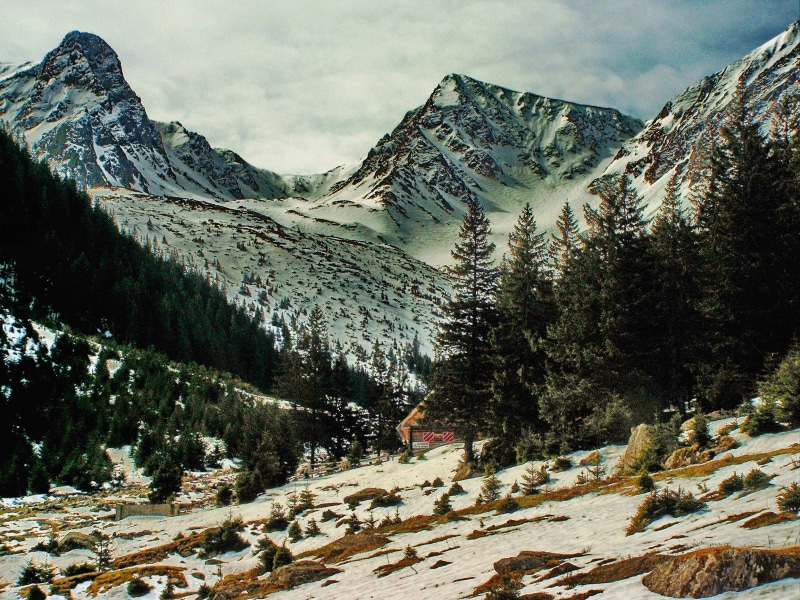 1080P, near, 3d and abstract, mountainscape, wild, beauty, trees, mountains, earlyspring, snow, bluesky