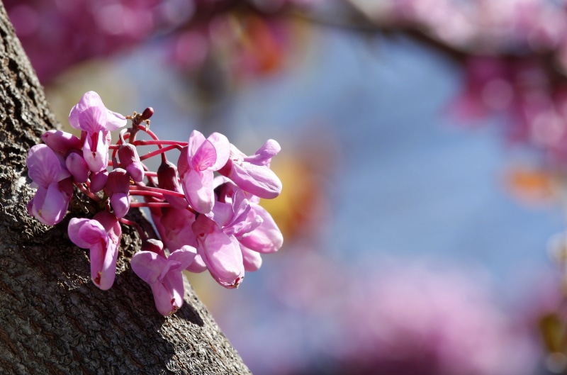 blossom  tree, redbud, springtime, tree, sunlit, petals, bokeh, pink Color, petal, flower, cercis siliquastrum, light, branch, spain, plant, petaled, purple