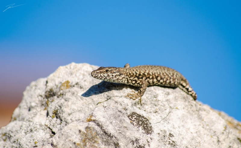 day, animals in the wild, outdoors, Reptiles and Frogs, close-up, animal themes, one animal, animal wildlife, Animals, bluesky, solid, Lizard, rock - object