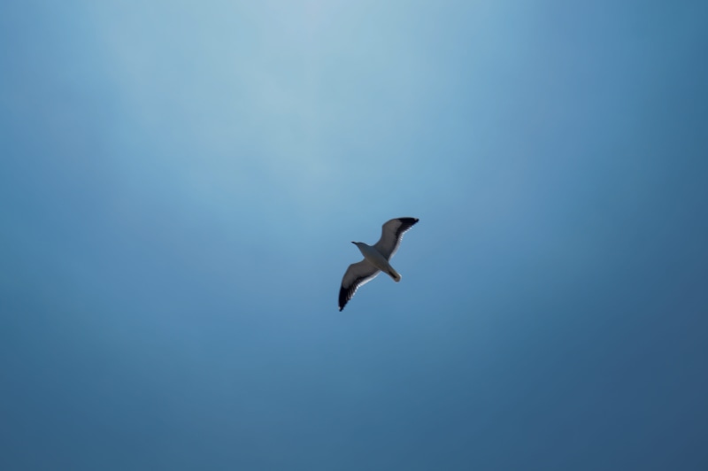 spread wings, accipiter, clear sky, 5K, sky, gaviota, blue, pelican, bluesky, animal, photography, bird, animal wildlife, booby, nature, motion, copy space