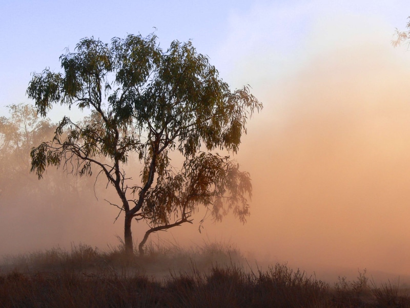 2K, outdoors, plant, morning, smog, no people, rural scene, sunset, sky, nature, tree sandstorm bluesky desert alicesprings, fog, grass, scenics - nature
