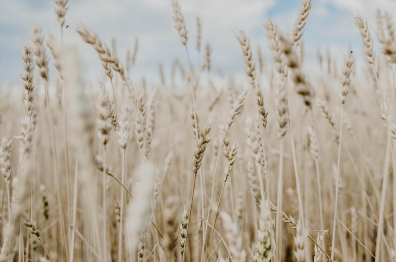 wheat, bluesky, photography, season, ripe, day, scandinavium, meadow, rural Scene, 4K, autumn, cereal Plant, crop, outdoors, sunlight, grass