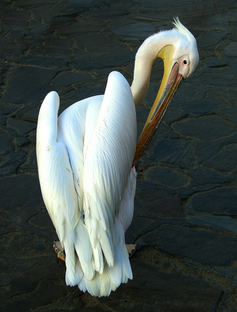 animal, close, day, high angle view, pelican, animal neck, swan, one animal, graceful, nature, sea birds, mykonos pelican, white color, pelikan, animal wildlife