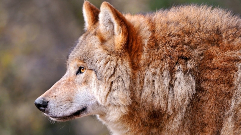 depredador, 2K, animal, mamifero, lobo