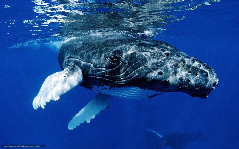 mamifero, 720P, ballena, animales, oceanos, jorobada