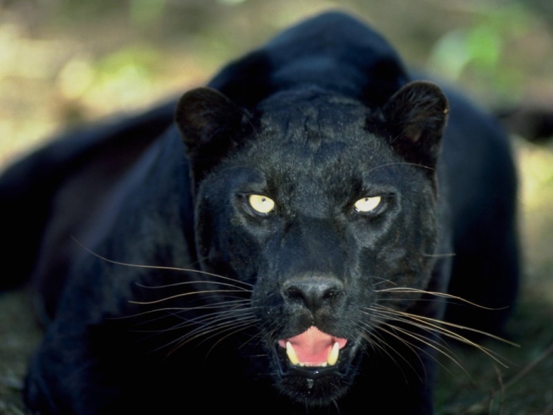 mamifero, pantera, animal, negra, 2K