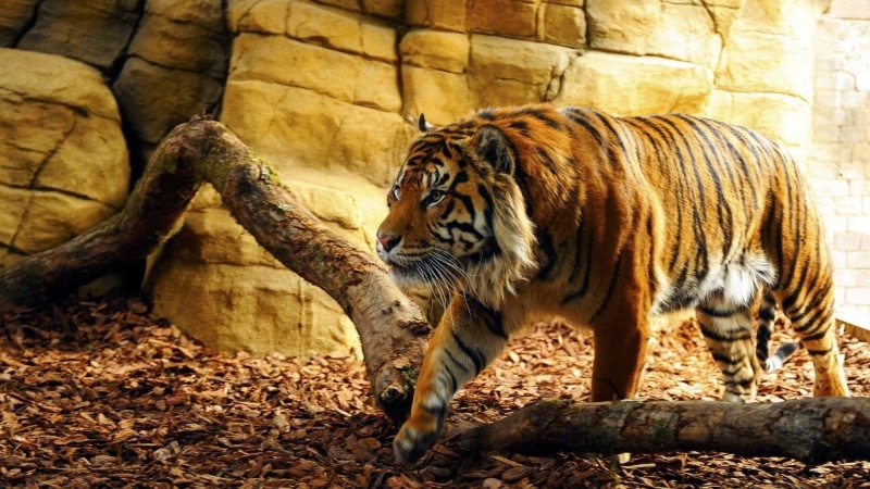 outdoors, animal themes, no people, nature, mammal, 1080P, big cat, animal wildlife, cat, Mamifero, Tigre, tree, Bengala, one animal, feline, whisker