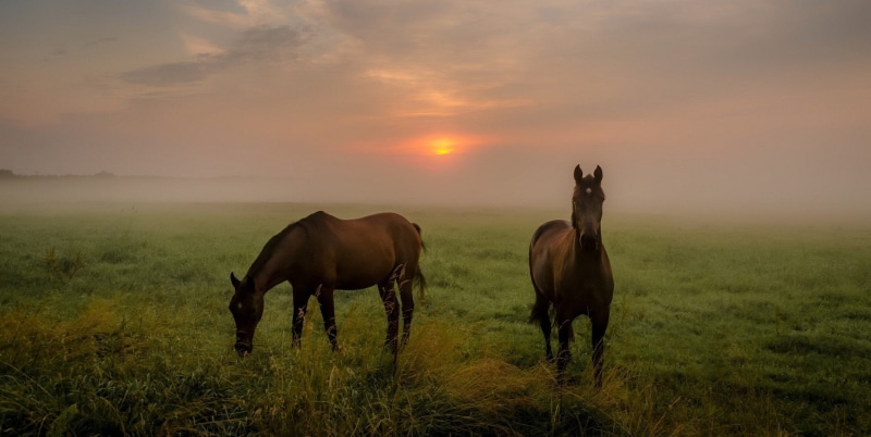 domestic animals, 1080P, vertebrate, plant, outdoors, field, horse, Prado, grass, cloud - sky, caballos, animal, domestic, pets, sunset, animal themes