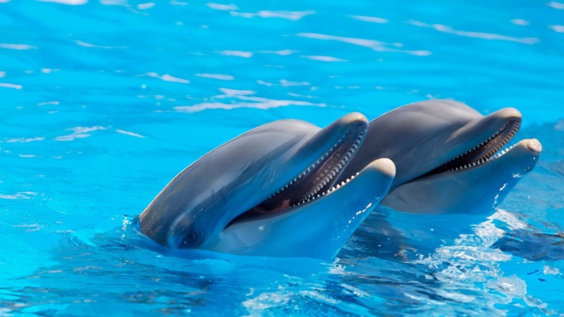 Marinos, one animal, Mamiferos, swimming, animal wildlife, swimming pool, animals in the wild, animal head, 1080P, water, outdoors, animal mouth, no people
