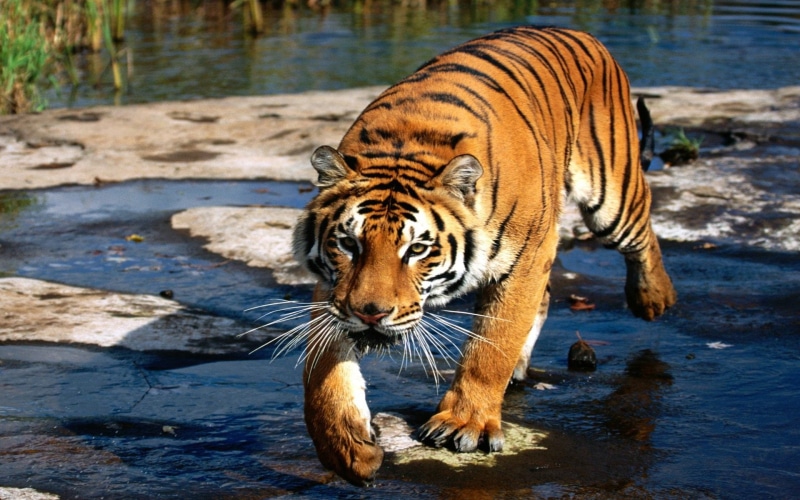 1080P, Felino, Mamifero, Bengala, Tigre