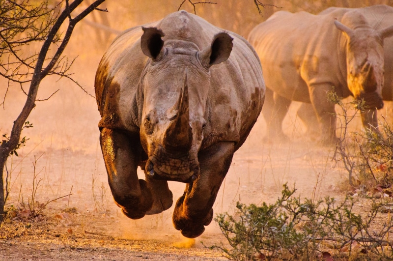 rinocerontes, 1080P, Mamiferos, Animales, Africa