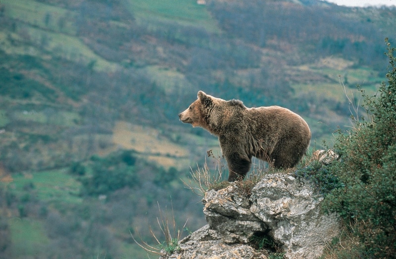 pantigrados, mamifero, animales, 1080P, pardo, oso