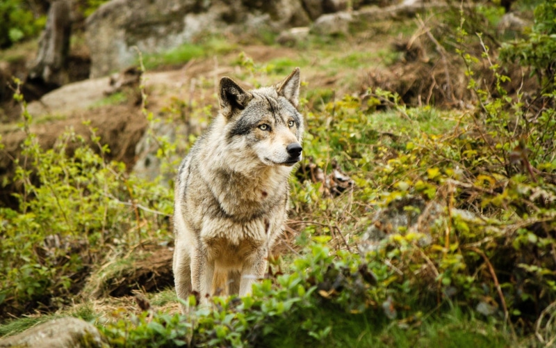 lobo-animales-naturaleza, 2K