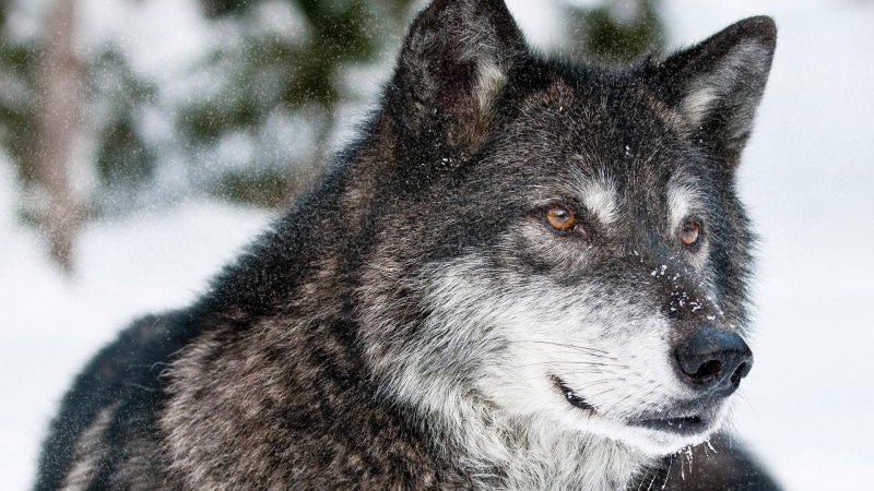 1080P, snow, lobo, forest, winter, wild, black, gray, wolf, wolves, endangered, animals, trees