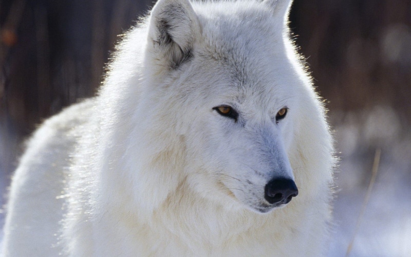 focus on foreground, vertebrate, animals in the wild, Animales, animal wildlife, day, no people, 2K, wolf, snow, cold temperature, looking, animal themes
