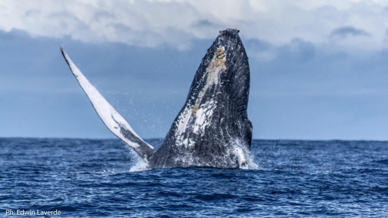 outdoors, water, salto, animal themes, underwater, animal wildlife, marino, mamifero, oceano, aquatic mammal, humpback whale, ballena, animales, mammal