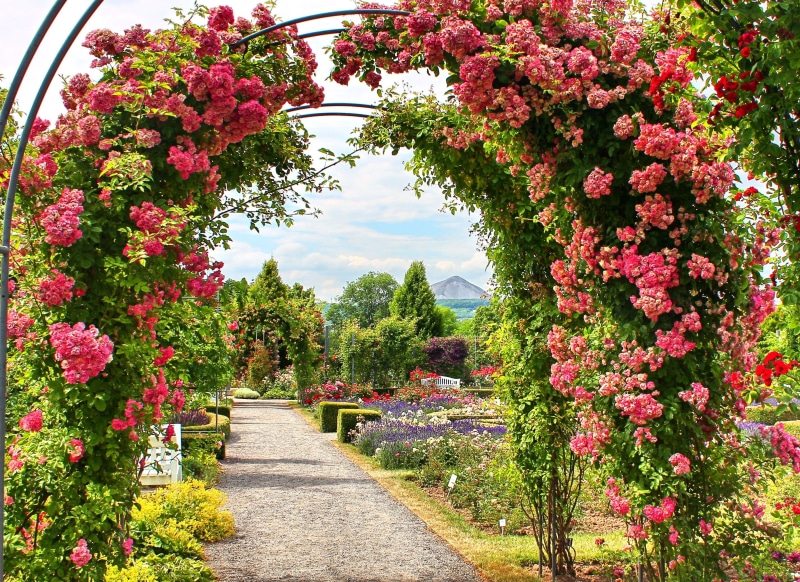 park, way of the roses, bloom, no people, tranquility, garden, arc, white rose, botany, gate, blossom, flower, flowers, arch, europarosarium, green, landscape