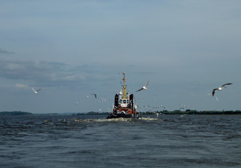 technology, water, bugsier, motion, animal themes, hamburg, flying, animal, shipping, support, mid-air, wizard, maritime, tug, elbe, ship, coast, bird