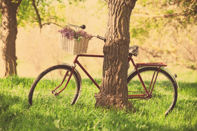 summer, park - Man Made Space, no People, widescreen, field, flower, cycle, sunlight, wheel, old, plant, greens, basket, land vehicle, purple