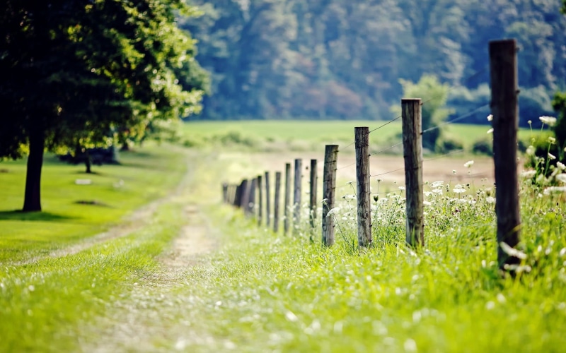 blur, 1080P, day, fence, lot, background, tree, s, flowers, leaves, green, meadow, trees, grass, footpath, foliage, fullscreen, widescreen, Nature