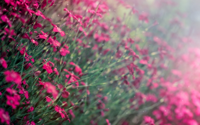 full screen, purple, fullscreen, widescreen, flowers, 1080P, background, blur