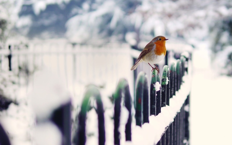 Fence, Winter, Bird, 1080P, Snow
