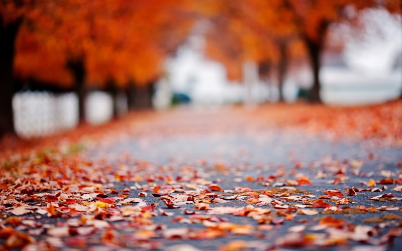 pavement, day, no People, surface level, plant part, concrete, beauty In Nature, the way forward, bokeh, selective focus, autumn collection, orange Color