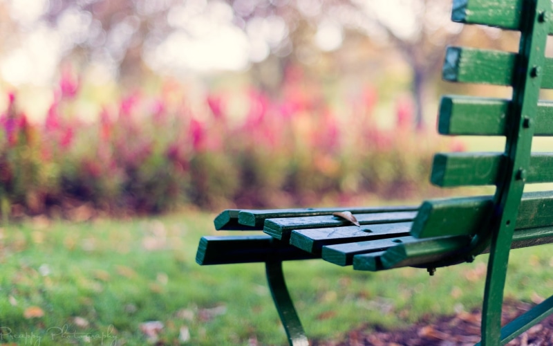 bench, mood, blur, background, shop, grass, HD, leaf, 1080P, greens, full screen, fullscreen, widescreen