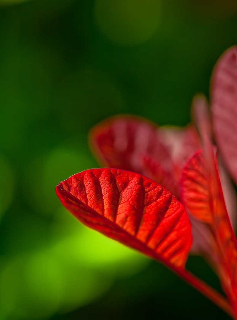 photography, JRR, tolkien, springtime, photograph, Living on the edge, nature, tropical, beauty In Nature, garden, iso_speed, plant, nikon d70s, camera