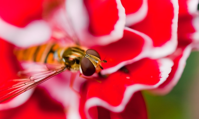education, city, model, animal, macro, insects, tolkien, bringhurst  robert, JRR Tolkien, aperture, petaled, copyright, depth, field, iso_speed, bokeh