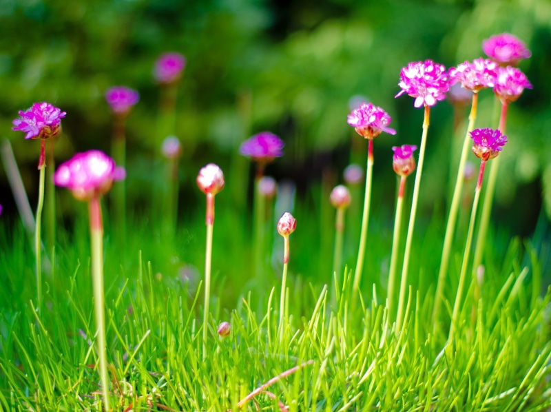 nikon d7000, education, red  grass, shallow, geo, shallow focus, focus, Armeria maritima, north of england, plant, focal_length, mm, green Color, Thrift