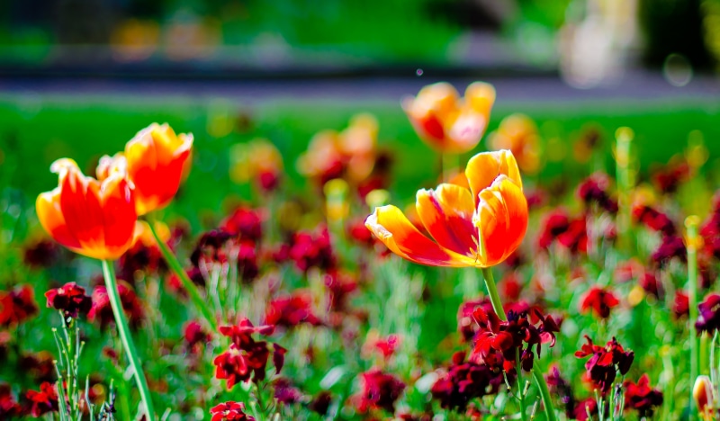 f/1.4, aperture, plant, outdoors, red, mm, ƒ / 1.4, nikon corporation, summer, model, Nikon, lens, petal, photography, field, nature, orange, Scarborough