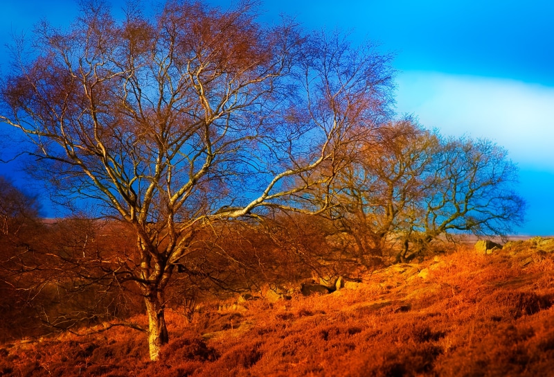 creative commons, sky, yorks, trees, yorkshire, JRR Tolkien, forest, season, yellow, branch, teaching, tuition, copyright, nikon, teacher, lands, nature