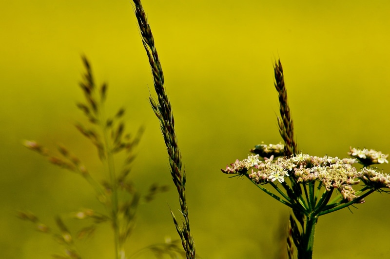 digital  photo, grass, flower, telephoto, shift, dream, twitter, scarborough, copyright, 2K, tuition, teacher, school  website, north  yorkshire, teaching