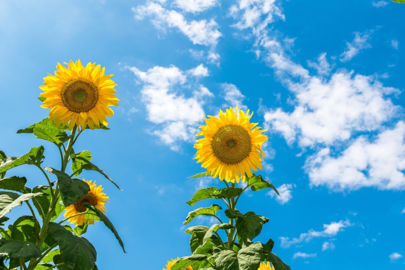 flower, plant, fragility, cloud - sky, sky, flowering plant, inflorescence, pollen, sf, outdoors, sunflower, freshness, yellow, sunny day, landscape, daytime