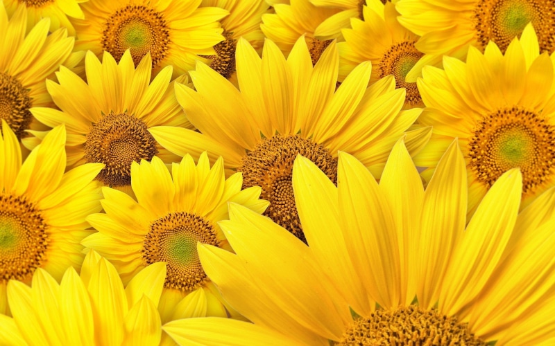 nature, yellow, sunflowers, background, flower, flowers, 2K