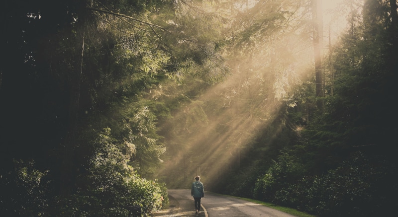 road, direction, tranquility, growth, 4K, plant, day, real people, the way forward, walking, outdoors, tree, sunlight, transportation, leisure activity