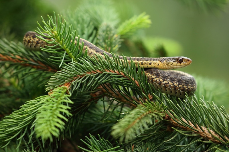 1080P, garden too, a garter snake, pine, snake