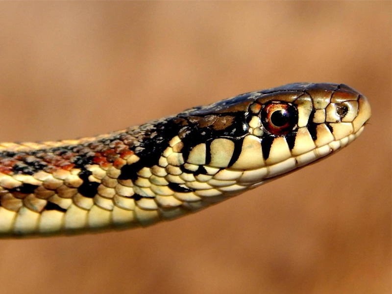 Snake  Spring, Iowa, snake, brown, close, 1080P, close up photography, DeSoto, poisonous, Boyer, IA, NWR, Garter Snake, National Wildlife Refuge, Chute