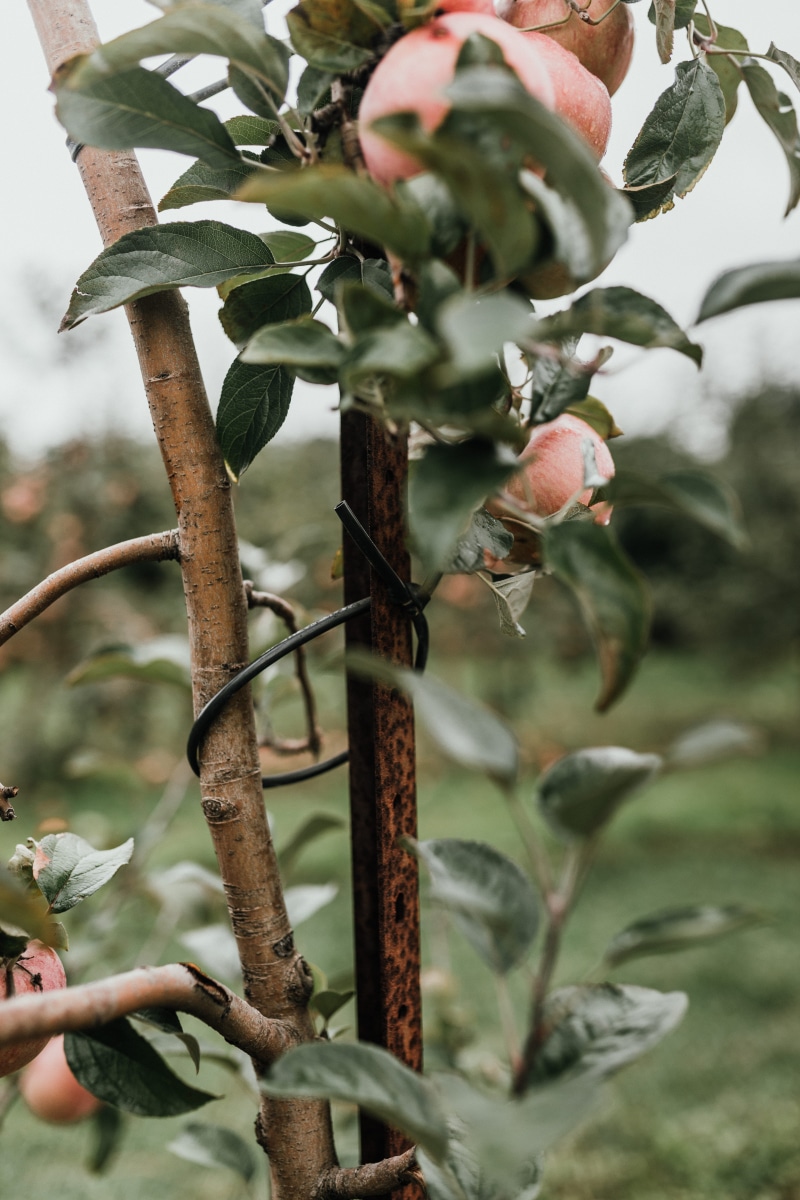 young tree, selective focus, red, apple picking, healthy eating, apple, green and pink, plant, green color, produce, green leaves, picking apples, bird