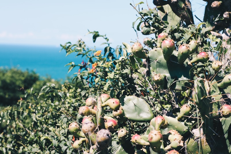 produce, day, grapefruit, close-up, freshness, linen, market, pomegranate, food and drink, no people, plant, outdoors, healthy eating, tree, home decor