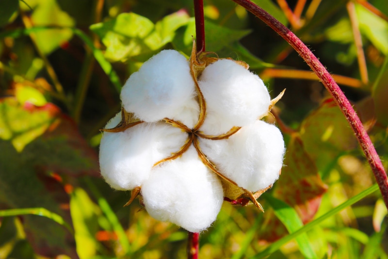 softness, food and drink, day, cotton, outdoors, fragility, vulnerability, toimiston, tajikistan, animal, animal themes, beauty in nature, close-up, buttermilk