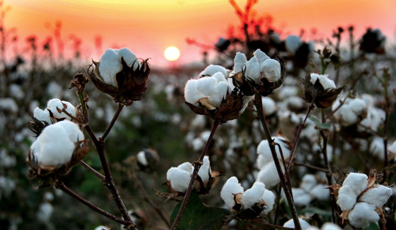 field, branches, cotton, nature, wool, fiber, sunset, 1080P