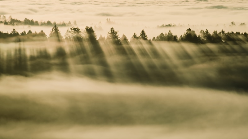 environment, scenics - nature, water, sky, plant, idyllic, tranquil scene, forest, tranquility, foggy, no people, mac, day, fog, nature, beauty in nature