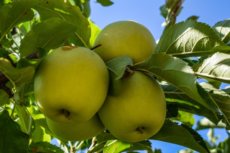 close-up, agriculture, apples, fruit, wellbeing, nature, ripe, day, tree, outdoors, green apples, low angle view, no people, marathassa valley, healthy eating